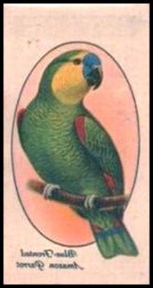 26 Blue Fronted Amazon Parrot